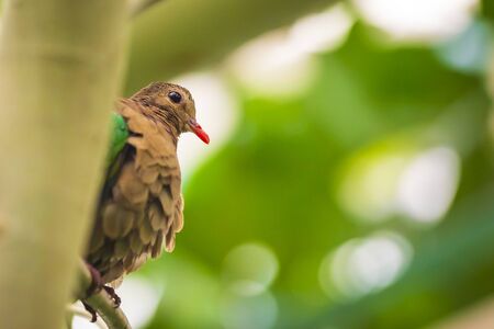 common emerald dove, Asian emerald dove, or grey-capped emerald dove (Chalcophaps indica)の写真素材