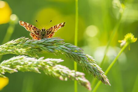 Close-up of the Map butterfly araschnia levana spring season outfit with open wings view.