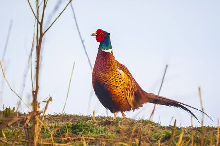 Male pheasant Phasianus colchicus walking through a grass field in search for food.