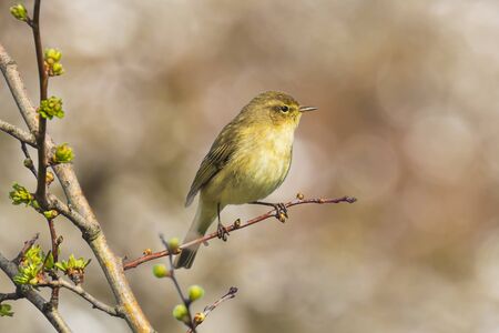 Close-up of a Willow warbler bird, Phylloscopus trochilus, singing vibrant background.の写真素材