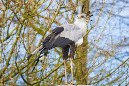 Closeup of a secretarybird or secretary bird Sagittarius serpentariusの写真素材