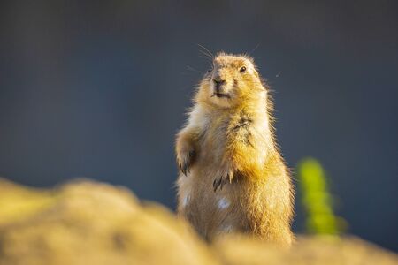 Close up of a black-tailed prairie dog Cynomys ludovicianus. This rodent of the family Sciuridae is found in the Great Plains of North America.の写真素材