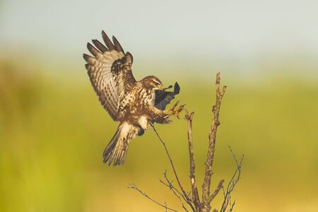 Closeup of a common buzzard, Buteo buteo bird of prey , in flight, touching down and hunting over a colorful meadow and green backgroundの写真素材
