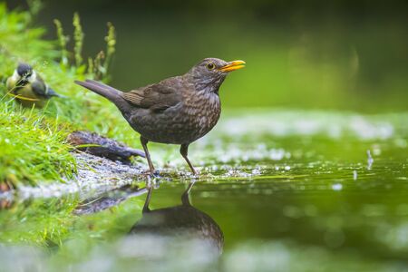 Closeup of a wet Common Blackbird female, Turdus merula washing, preening, drinking and cleaning in water. Selective focus and low poit of viewの写真素材