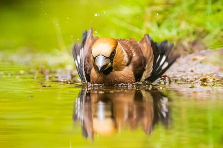 Closeup of a wet hawfinch; Coccothraustes coccothraustes washing, preening and cleaning in water. Selective focus and low poit of viewの写真素材