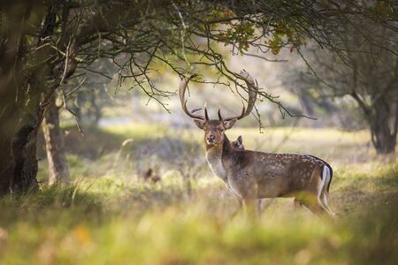 Fallow deer (Dama Dama) male walking in a forest. The Autumn sunlight and nature colors are clearly...