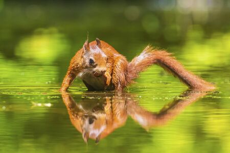 Beautiful Eurasian red squirrel, Sciurus vulgaris, drinking and foraging in water with reflection. Forest wildlife, selective focus, natural sunlight.の写真素材