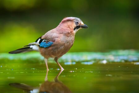 Closeup of a Eurasian jay Garrulus glandarius bird drinking, washing, preening and cleaning in water. Selective focus and low poit of viewの写真素材