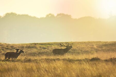 Herd of red deer cervus elaphus rutting and roaring during sunset, rutting during mating season on a landscape with hills, fields and a beautifull sunsetの写真素材