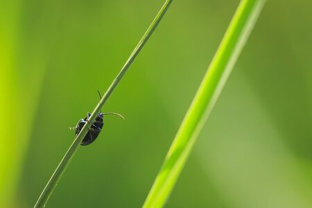 Closeup of a small alder leaf beetle, agelastica alni, insect climbing up on green grass and reeds on a summer day.の写真素材