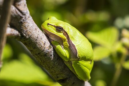 Closeup of a small European tree frog Hyla arborea, Rana arborea, resting in a blackberry bush...