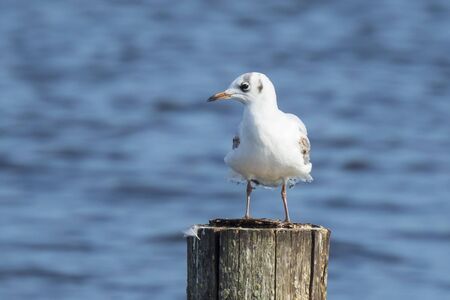 Close-up of a Black-headed gull, Chroicocephalus ridibundus, resting in sunlight on a pole
