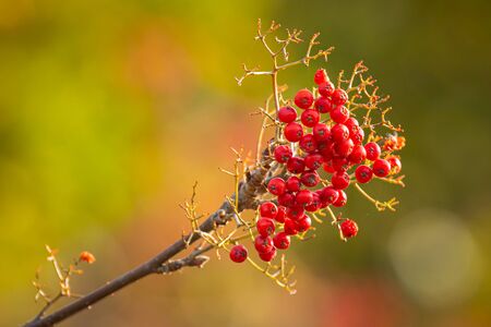 Orange fruit berries of a Sorbus aucuparia tree, commonly called rowan and mountain-ash. Blooming in...