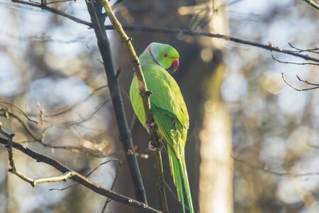 Rose-ringed or ring-necked parakeet Psittacula krameri invasive and exotic bird, perched in a forest...