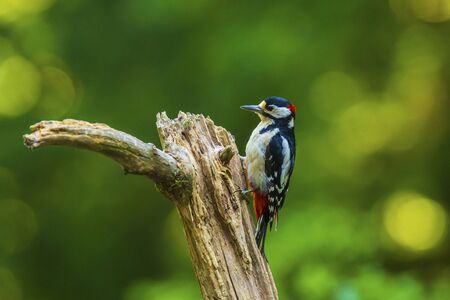 Closeup of a great spotted woodpecker bird, Dendrocopos major, perched on a tree in a forest