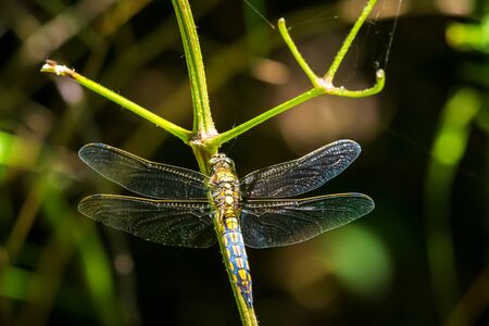 Black-tailed skimmer, Orthetrum cancellatum, is a dragonfly of Europe and Asia. Male specie is...