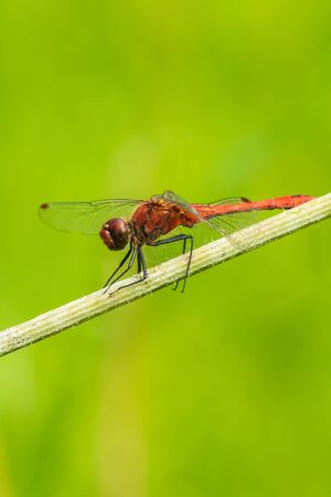 Sympetrum sanguineum ruddy darter male with red colored body hanging on vegetation. Resting in...