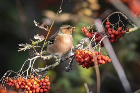 Closeup of a male chaffinch, Fringilla coelebs, eating berries on a tree in a green forest. Autumn...