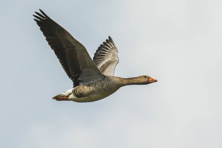 Closeup of a greylag goose (Anser Anser) in flight against a blue skyの写真素材