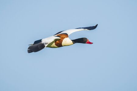 Common shelduck tadorna tadorna in flight against a blue sky