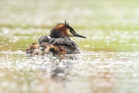 Portrait closeup of a great crested grebe, Podiceps cristatus swimming on the water surface on a...