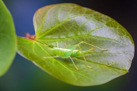 Meconema thalassinum, oak bush-cricket or drumming katydid on a leaf in a tree