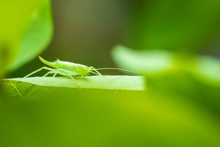 Meconema thalassinum, oak bush-cricket or drumming katydid on a leaf in a tree