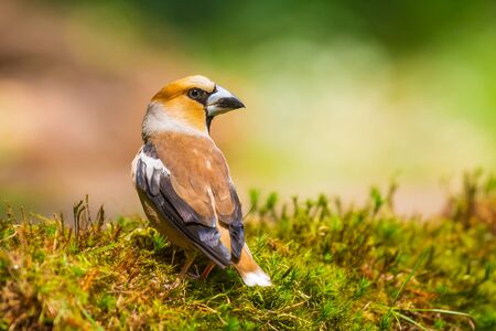 Closeup of a male hawfinch Coccothraustes coccothraustes bird perched in a green grass field. Selective focus and natural sunlightの写真素材