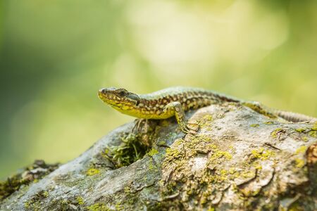 Podarcis muralis, common European wall lizard, resting in sunlight on a tree with dense green leaves. Small depth of field, selective focus, macro image.の写真素材