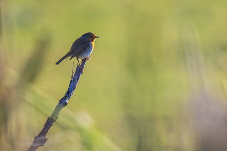 European robin (Erithacus rubecula) perching in a field with beautiful sunlight.の写真素材
