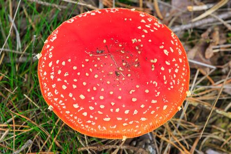 amanita muscaria, fly agaric or fly amanita basidiomycota muscimol mushroom with typical white spots on a red hat in a forest. Top view, natural light, vibrant colors and selective focus.の写真素材