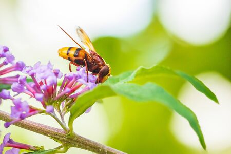 Volucella zonaria, the hornet mimic hoverfly, feeding nectar on purple Buddleja davidii flowersの写真素材
