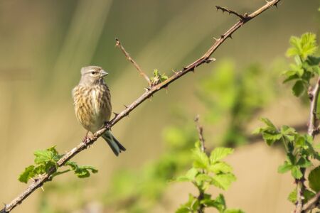 Closeup portrait of a female Linnet bird, Carduelis cannabina, display and searching for a mate during Spring season. Singing in the early morning sunlight.の写真素材
