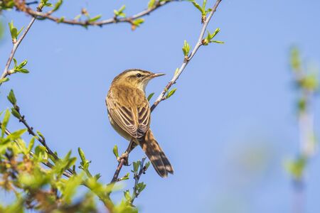Eurasian reed warbler Acrocephalus scirpaceus bird singing in reeds during sunrise. Early sunny morning in Summerの写真素材