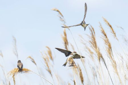 Sand martin, Riparia riparia, also known as bank swallow in flight, hovering in the sky in search for a prey.の写真素材