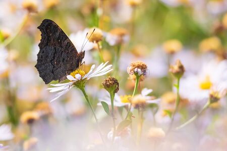 Aglais io, Peacock butterfly pollinating and feeding on white flowers in a meadow.の写真素材