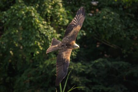 Black kite Milvus migrans predatory bird in flight, hunting on a sunny day.の写真素材