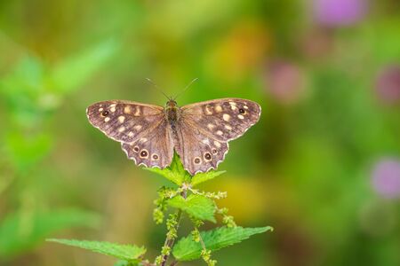 Top view of a speckled wood butterfly Pararge aegeria with open wings. Resting on a leaf in a forest with open wingsの写真素材