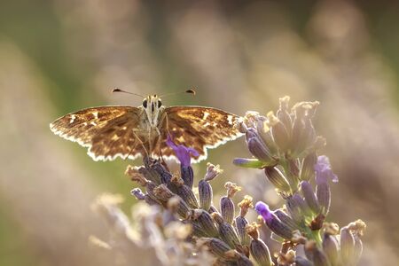 Dingy skipper Erynnis tages butterfly pollinating in purple blooming lavender flowers.の写真素材