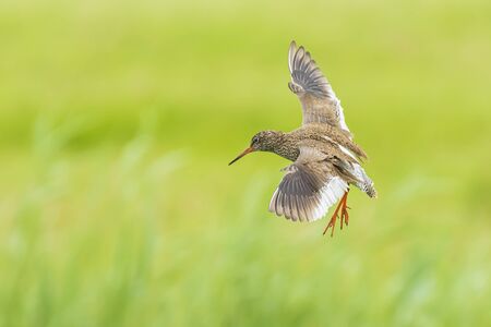 Beautiful common redshank tringa totanus bird flying.These Eurasian wader birds are common breeders in the agraric grassland of the Netherlands.の写真素材