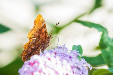Comma butterfly Polygonia c-album pollinating and feeding on purple buddleja flowersの写真素材
