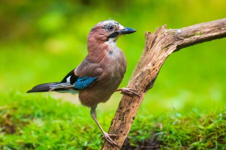 Eurasian jay Garrulus glandarius bird perched in a forest tree. Natural daylight, selective focusの写真素材