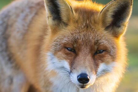 Close-up of a wild red fox, vulpes vulpes, scavenging during a beautiful sunset
