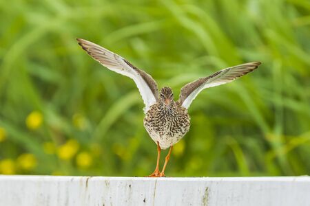 Beautiful common redshank tringa totanus bird flying.

These Eurasian wader birds are common breeders in the agraric grassland of the Netherlands.の写真素材