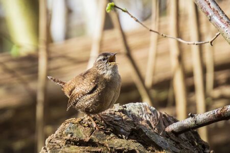 Eurasian Wren Troglodytes troglodytes bird singing in a forest during breeding Springtime season in a forestの写真素材