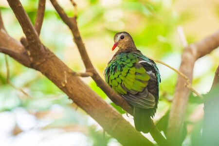 common emerald dove, Asian emerald dove, or grey-capped emerald dove (Chalcophaps indica)