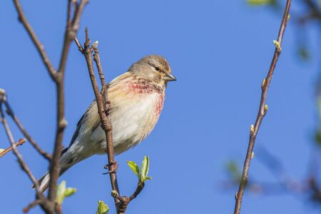 Closeup portrait of a Linnet bird male, Carduelis cannabina, with red breast display and searching for a mate during Spring season. Clear blue skyの写真素材