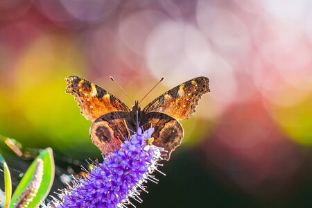 Aglais io European Peacock butterfly front view feeding on purple flowers in a colorful meadow.の写真素材