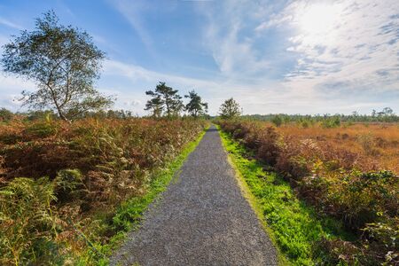 Moorland, peat moss landscape at national park de Groote Peel, Limburg, the Netherlands. Autumn scenery under a sunny blue sky. Natural light, high dynamic range, HDR, imageの写真素材