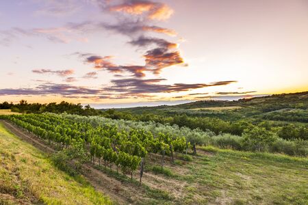 Sunset at a idyllic green vineyard at the farmland of Istria, Croatia.の写真素材